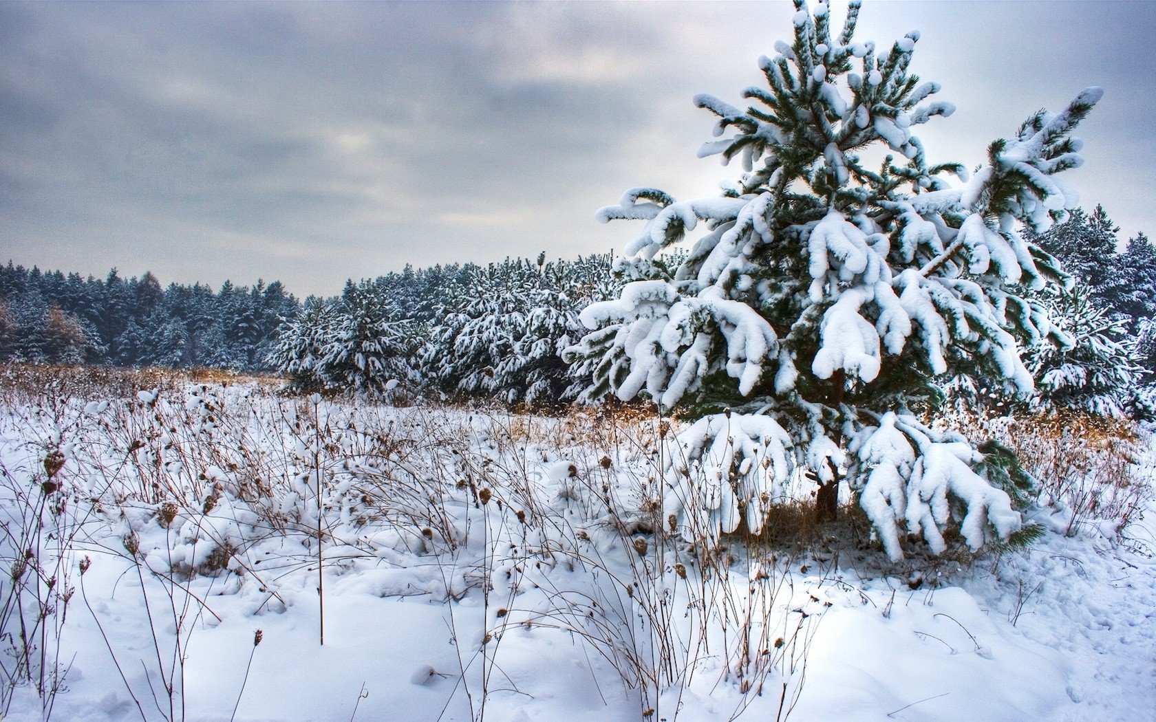 neige hiver arbre de noël arbres