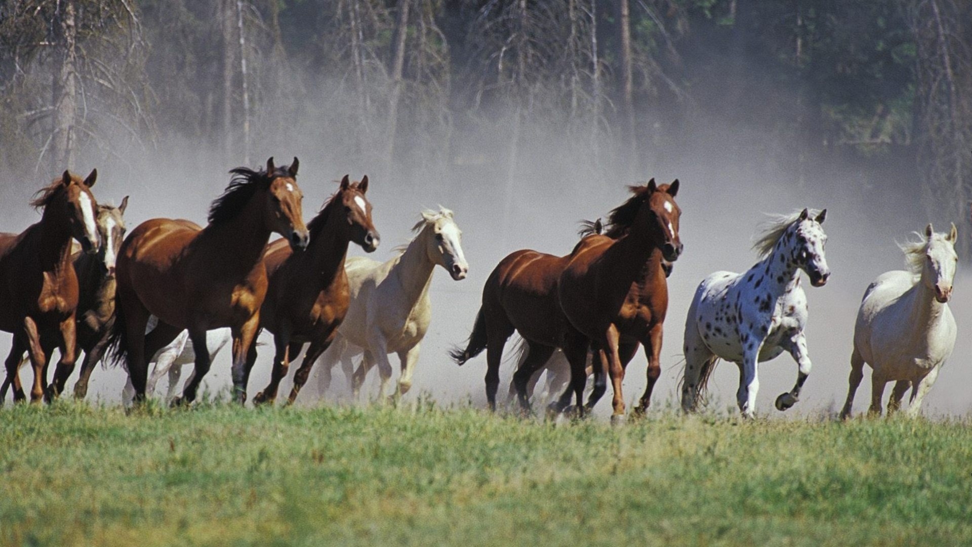 correr caballos