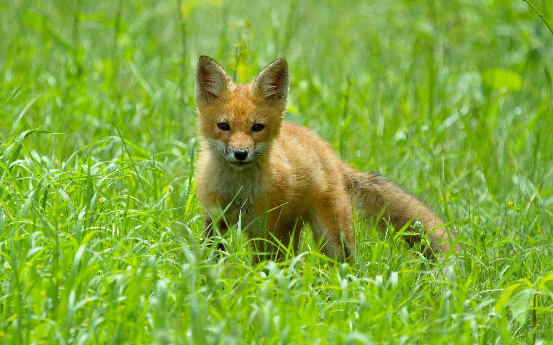 renard herbe