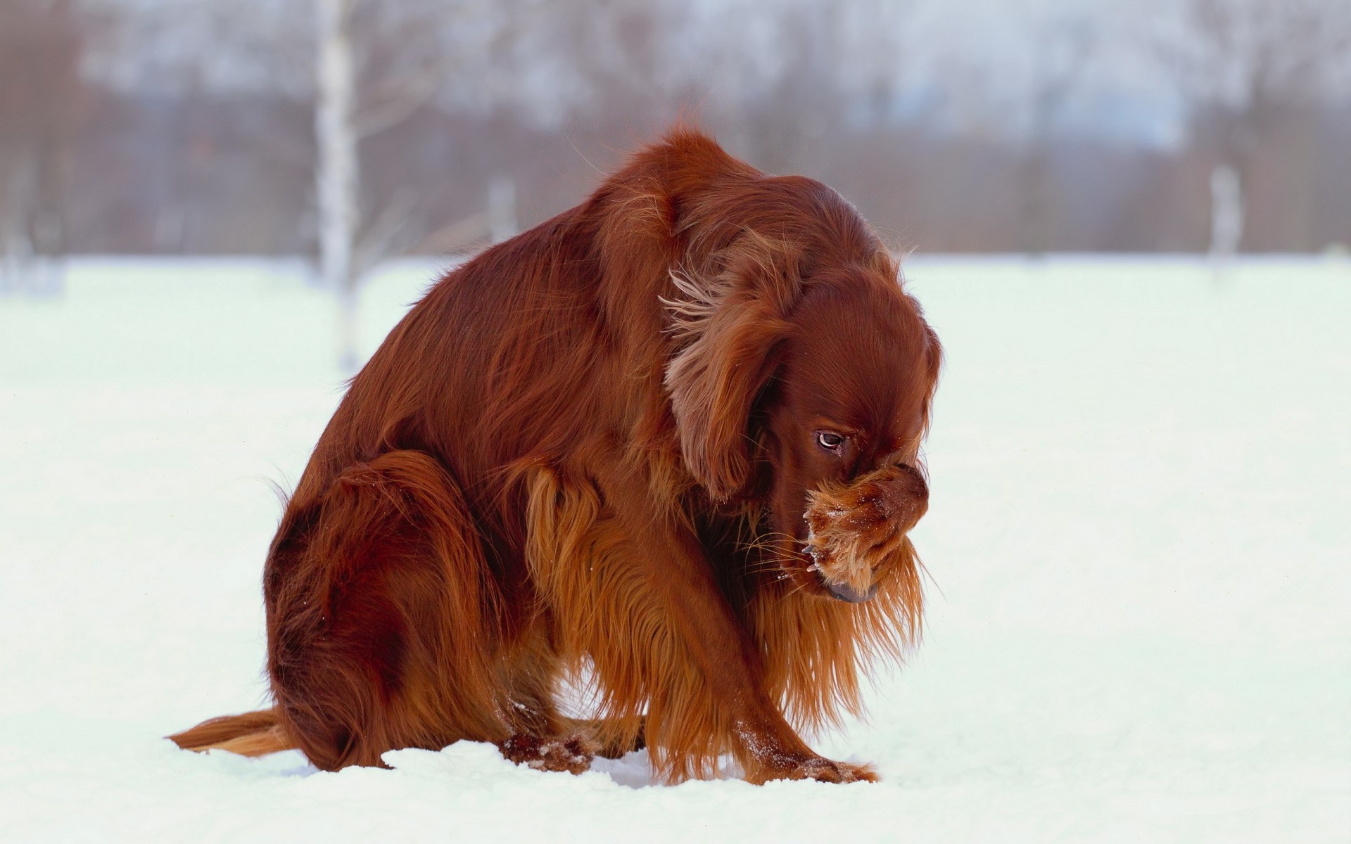 chien neige hiver setter