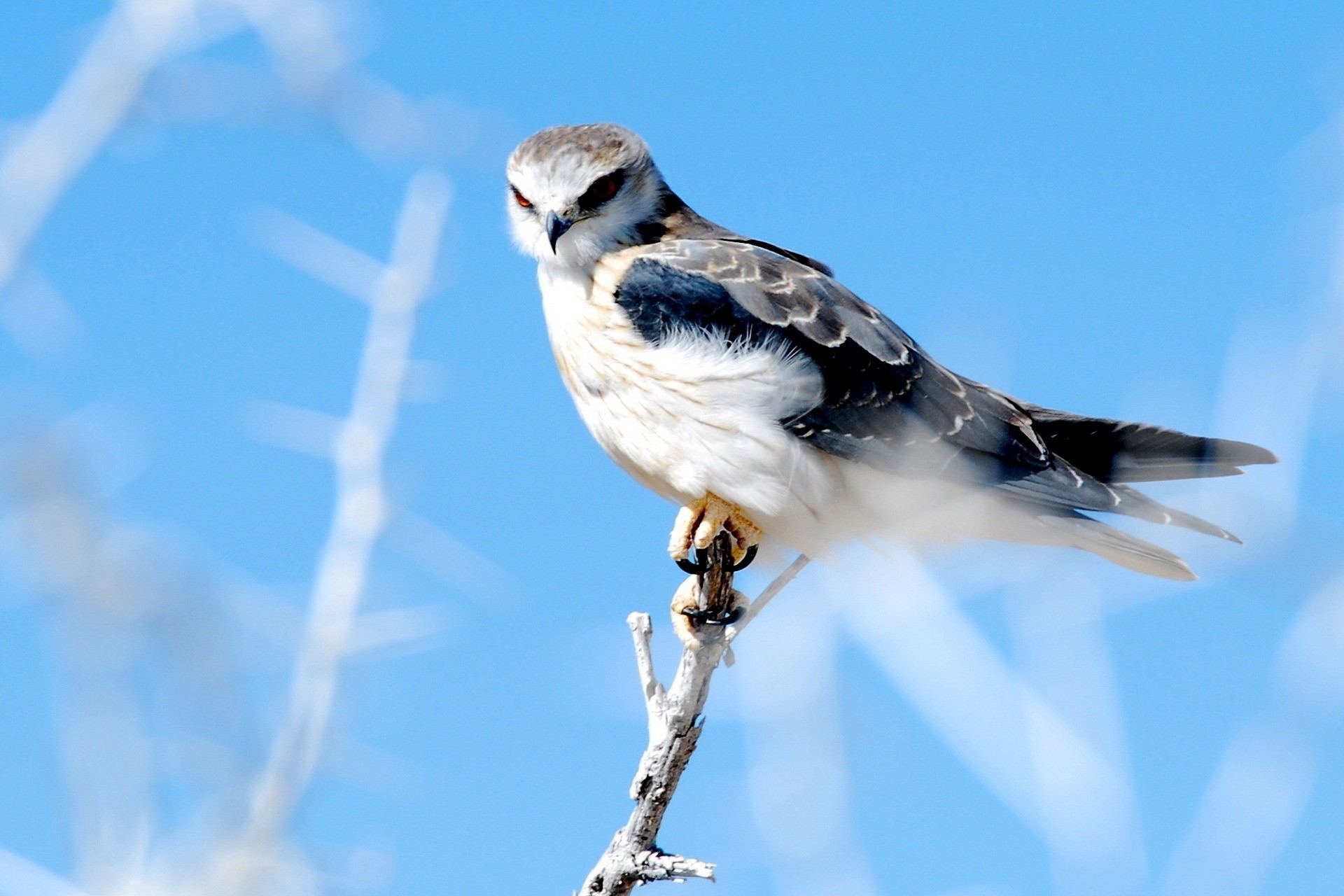 birds falcon nature