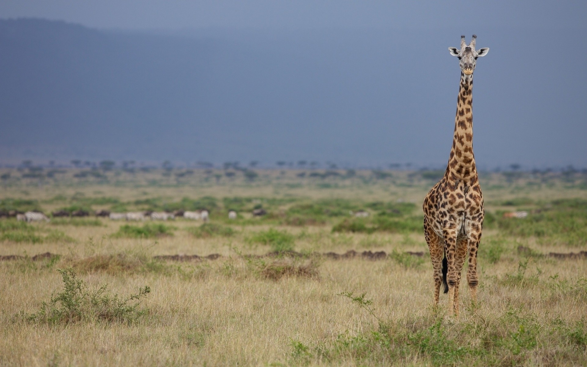 giraffa savana avvoltoio