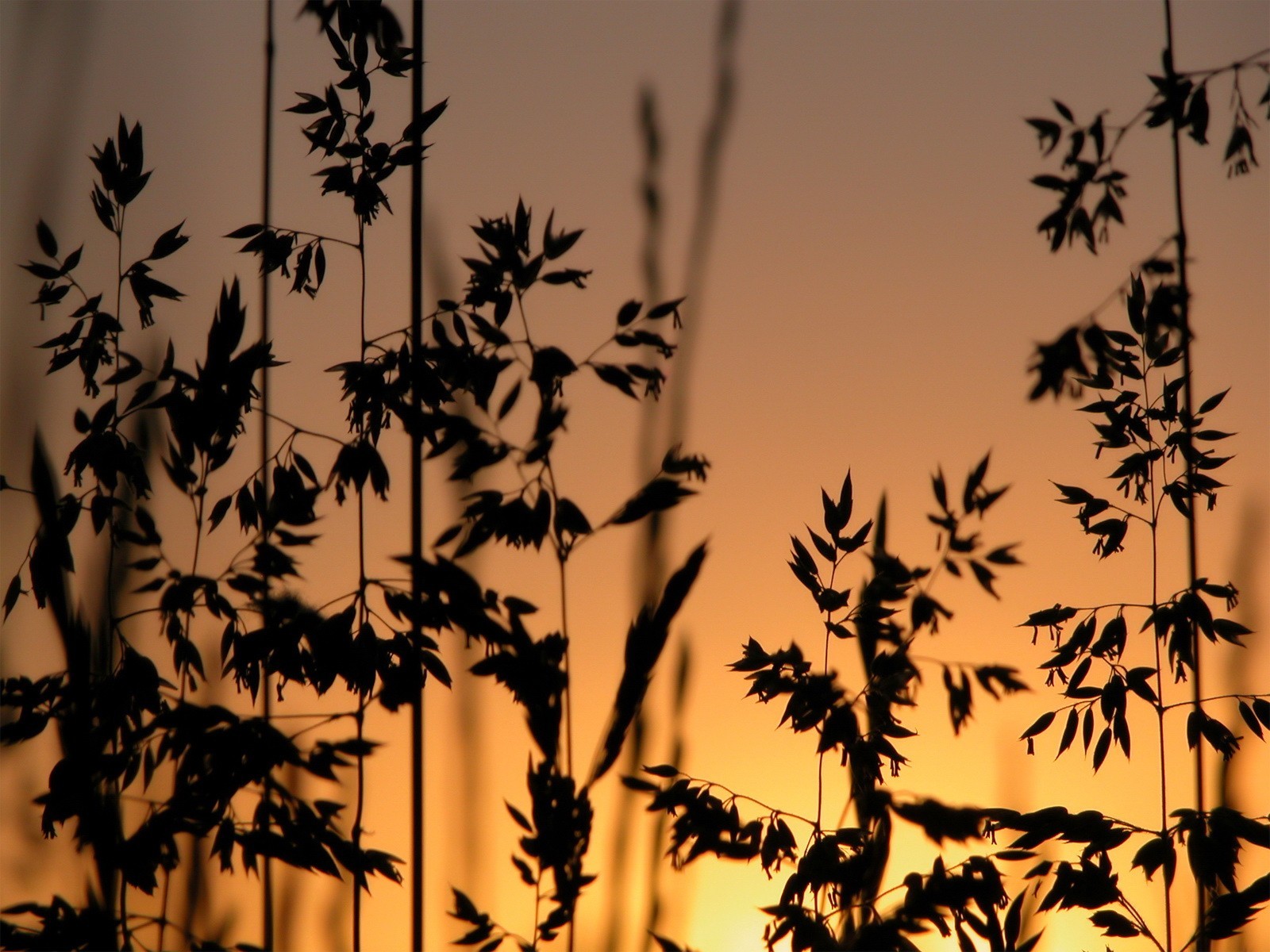 hierba puesta de sol