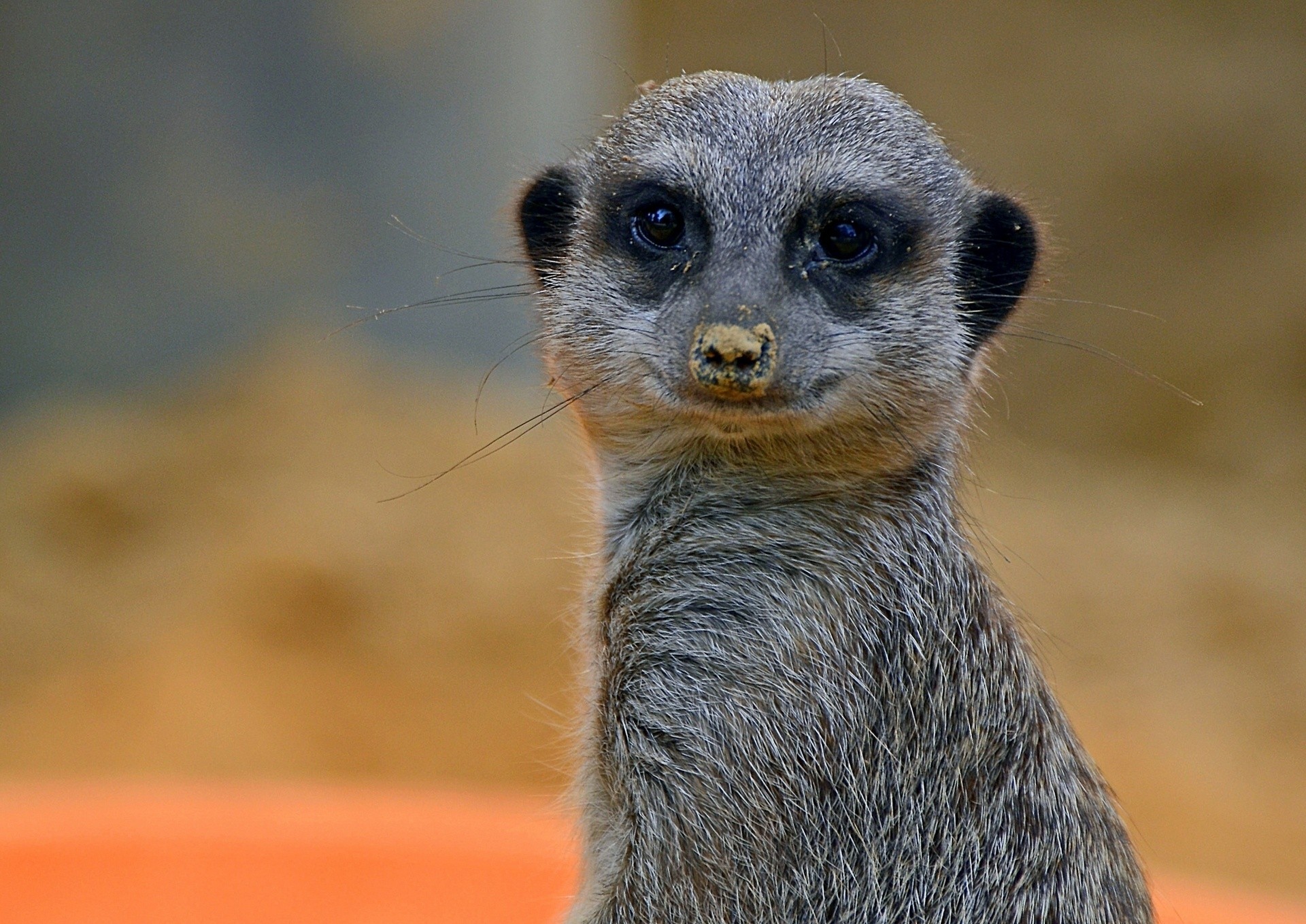 erdmännchen tiere ansicht porträt