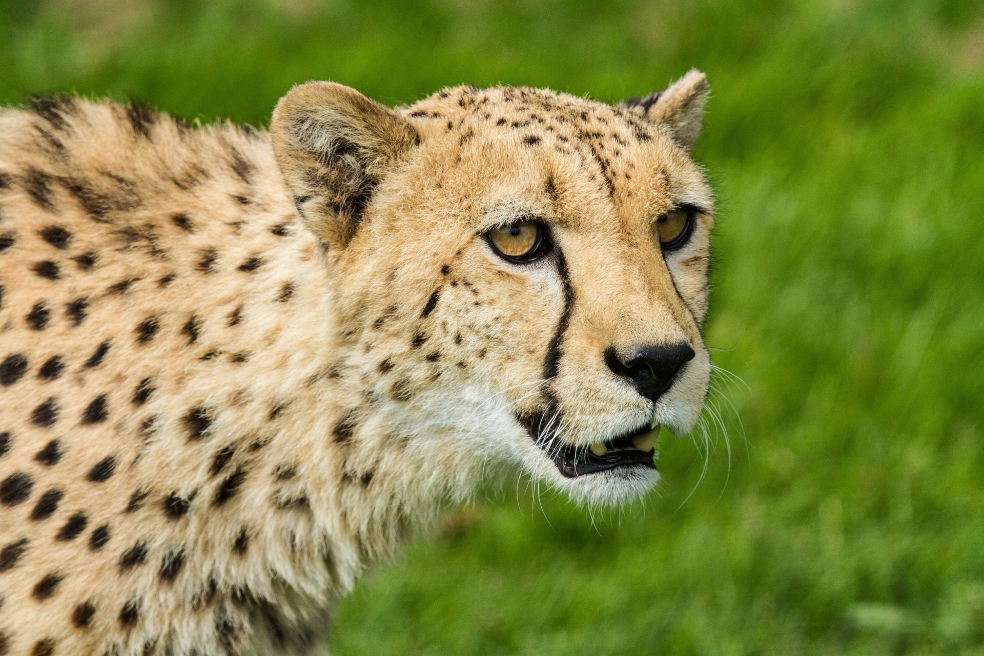 wildkatze gepard zähne