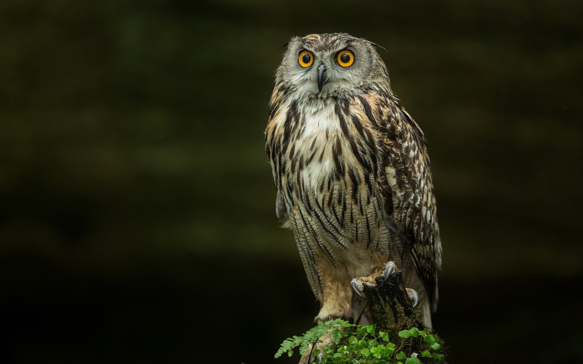 uccelli gufo natura