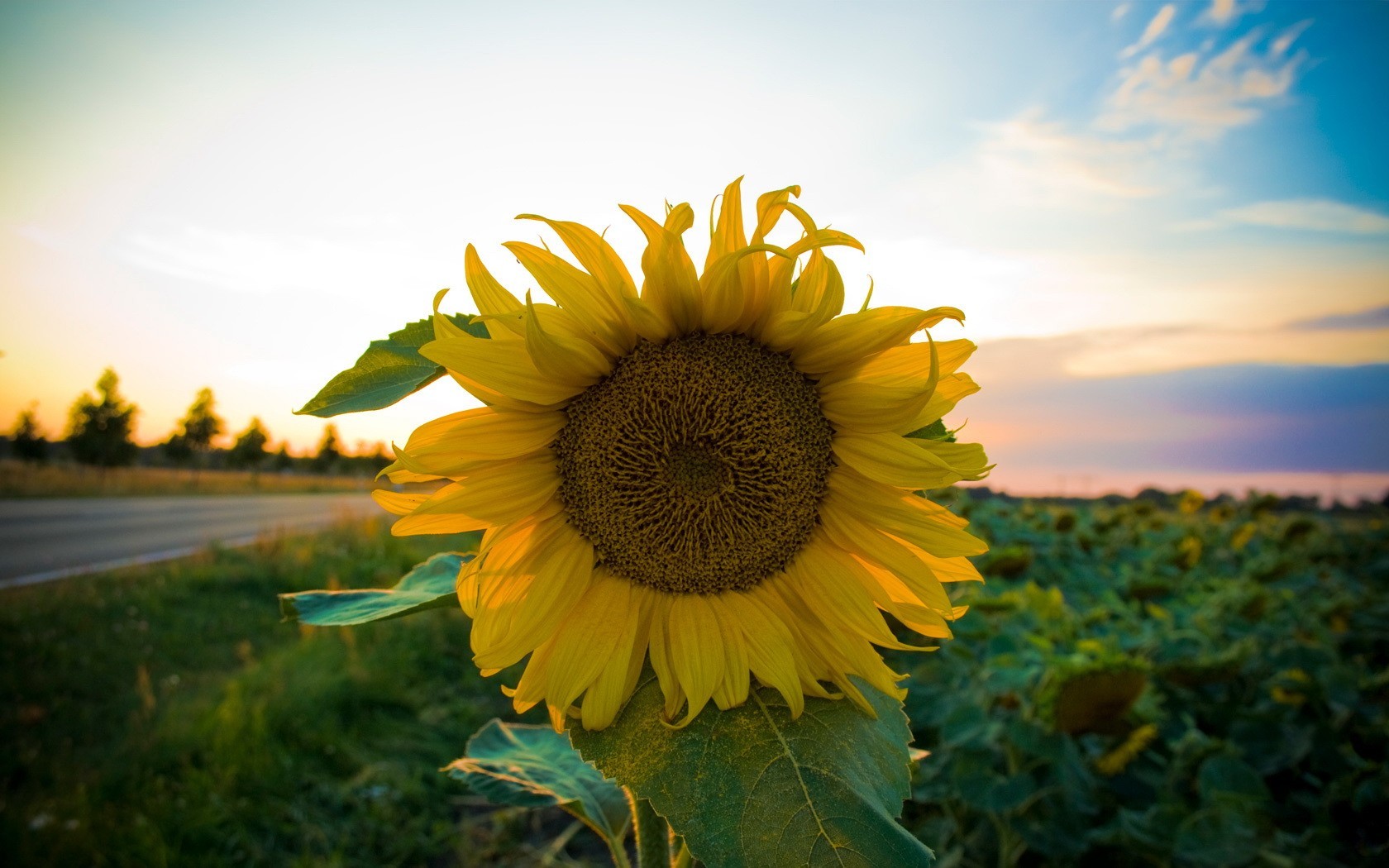 girasol camino campo