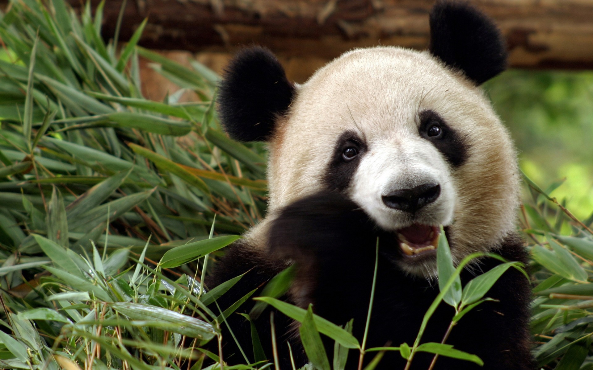 ours bambou chine panda