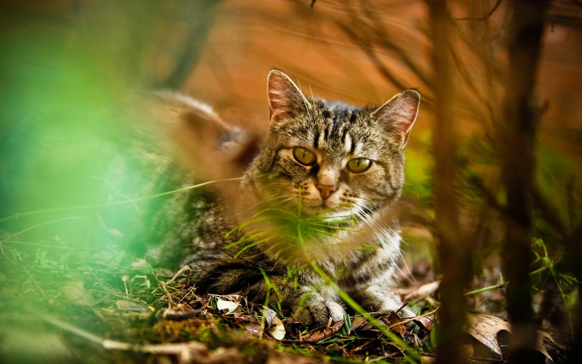 heet autumn light grass cat