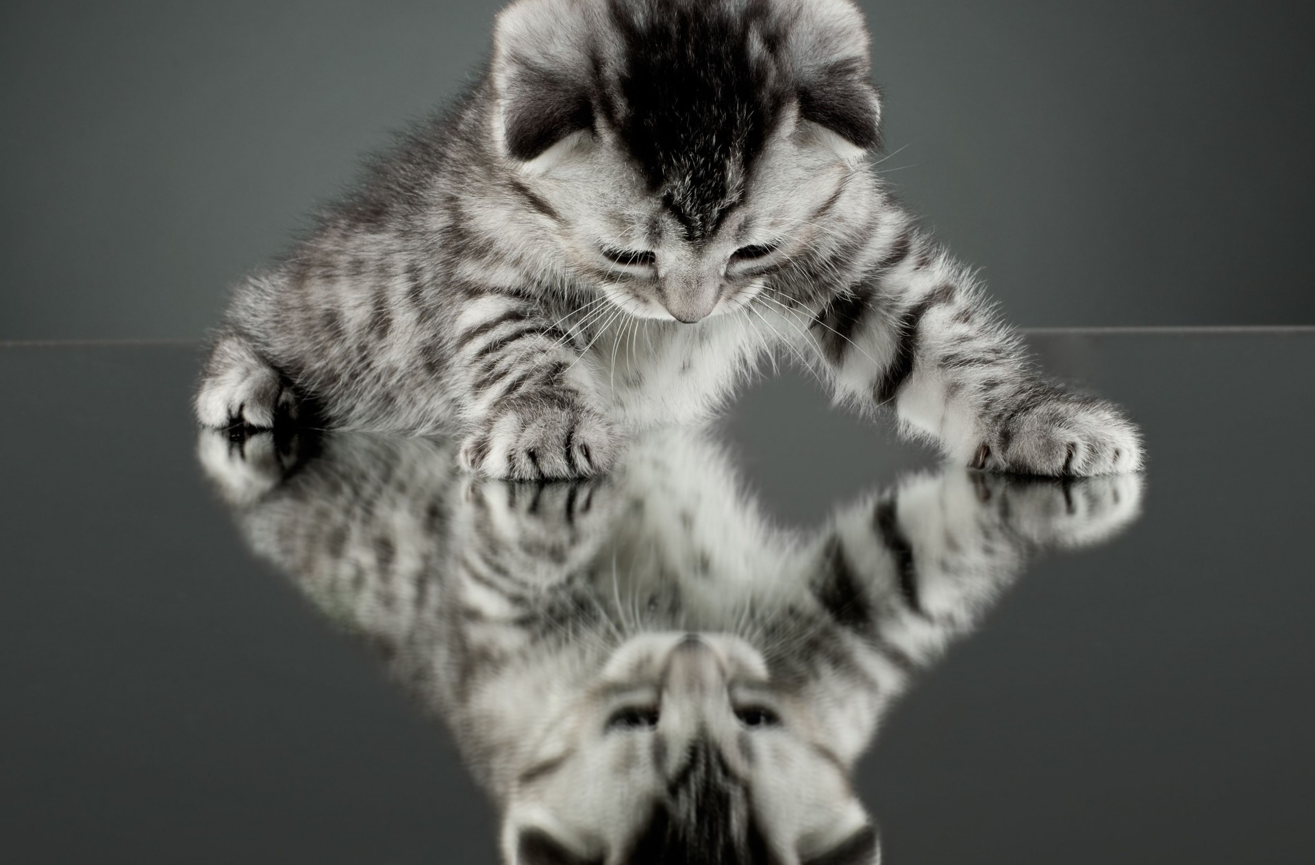 reflexion katze