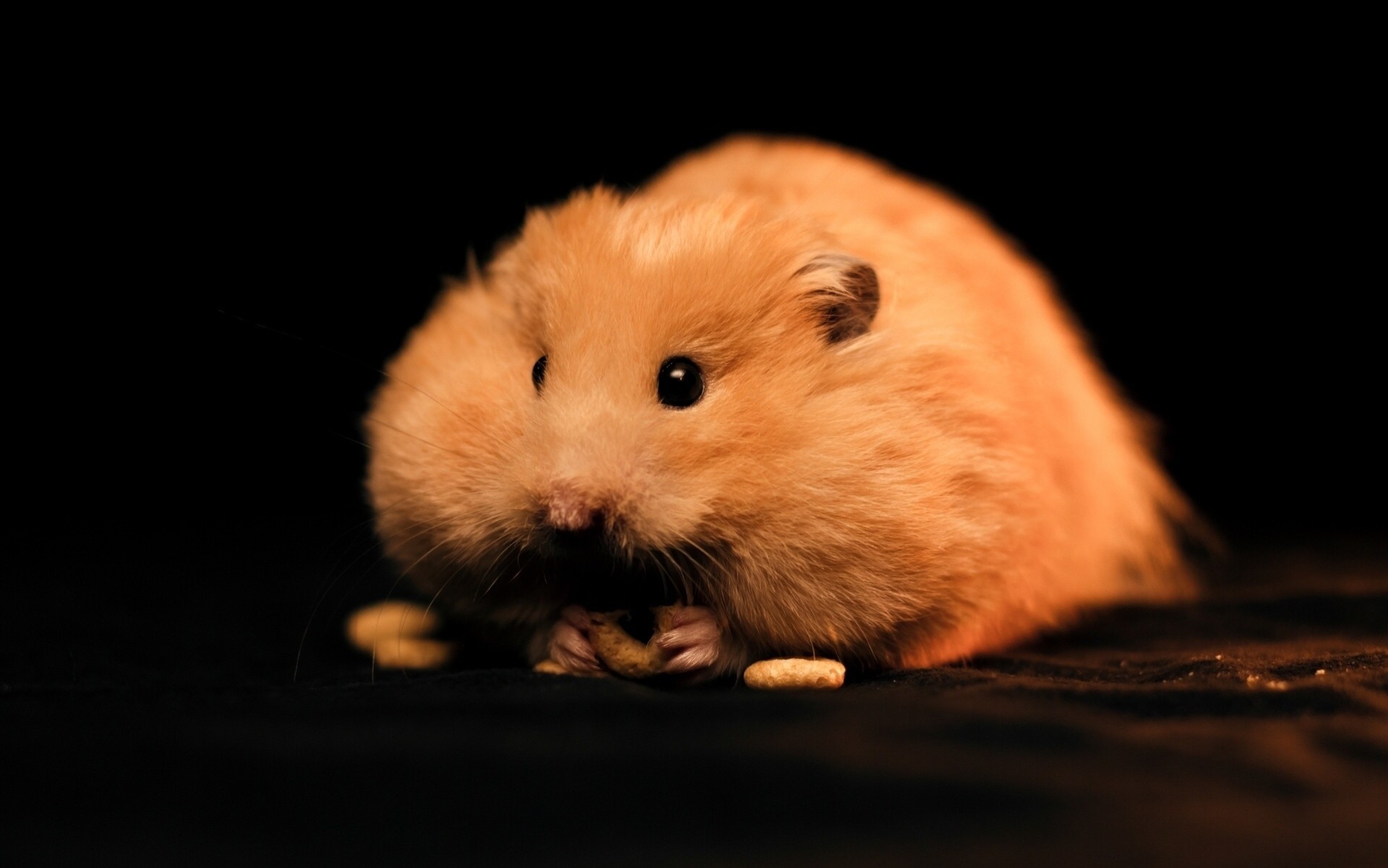 hamster zhirnov nagetier