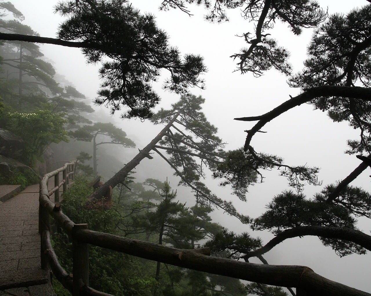 bäume weg nebel