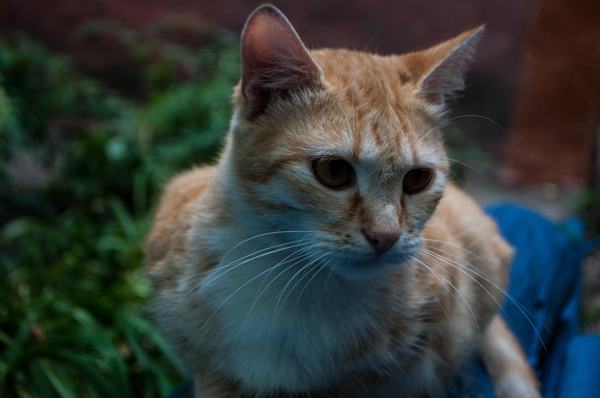 resentimiento atención gato triste gato gato