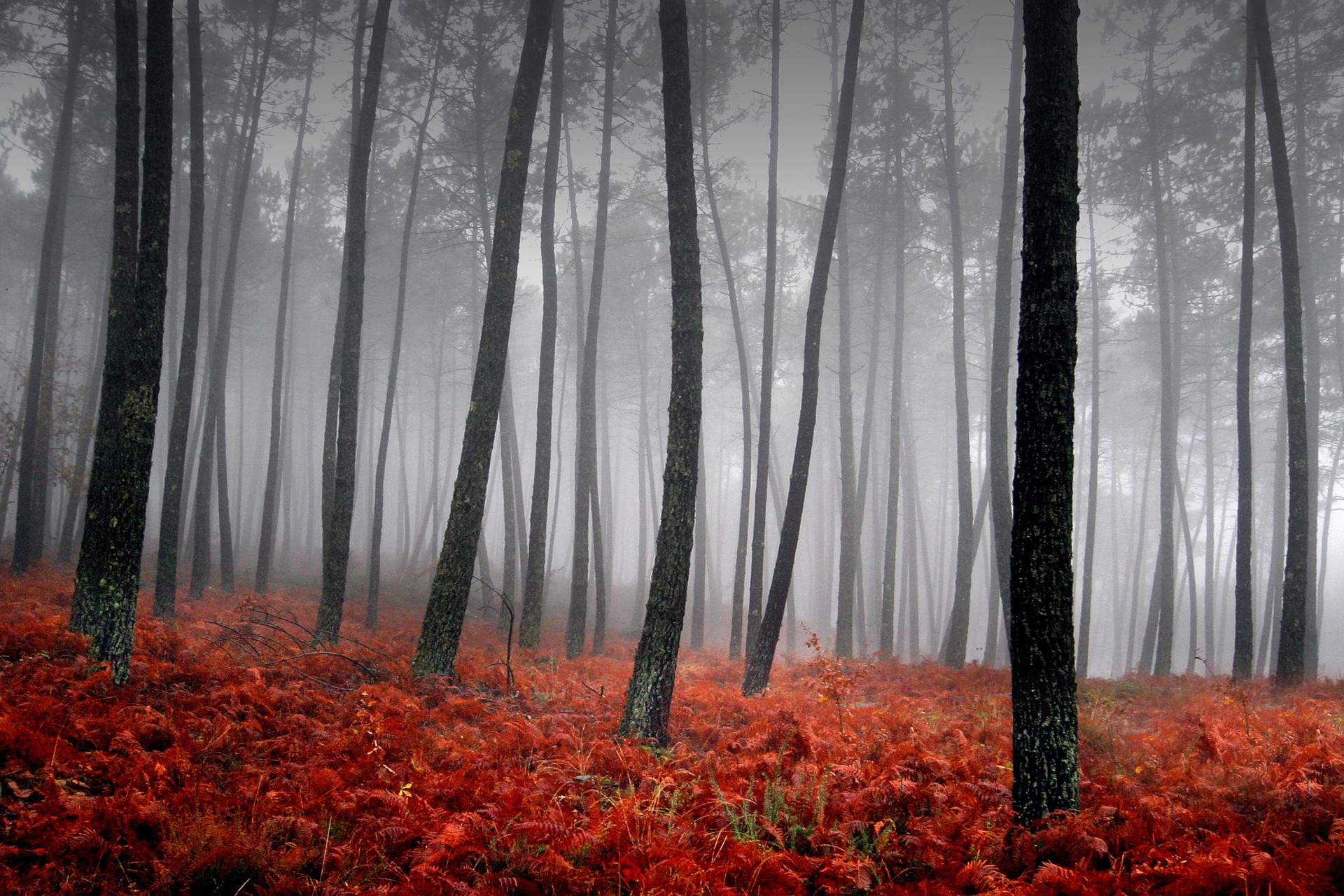 nebbia alberi rosso erba