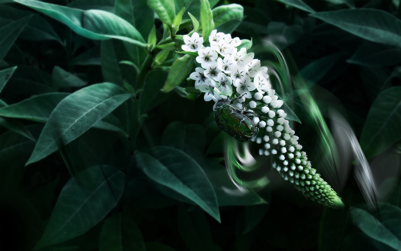 coléoptère feuilles fleurs