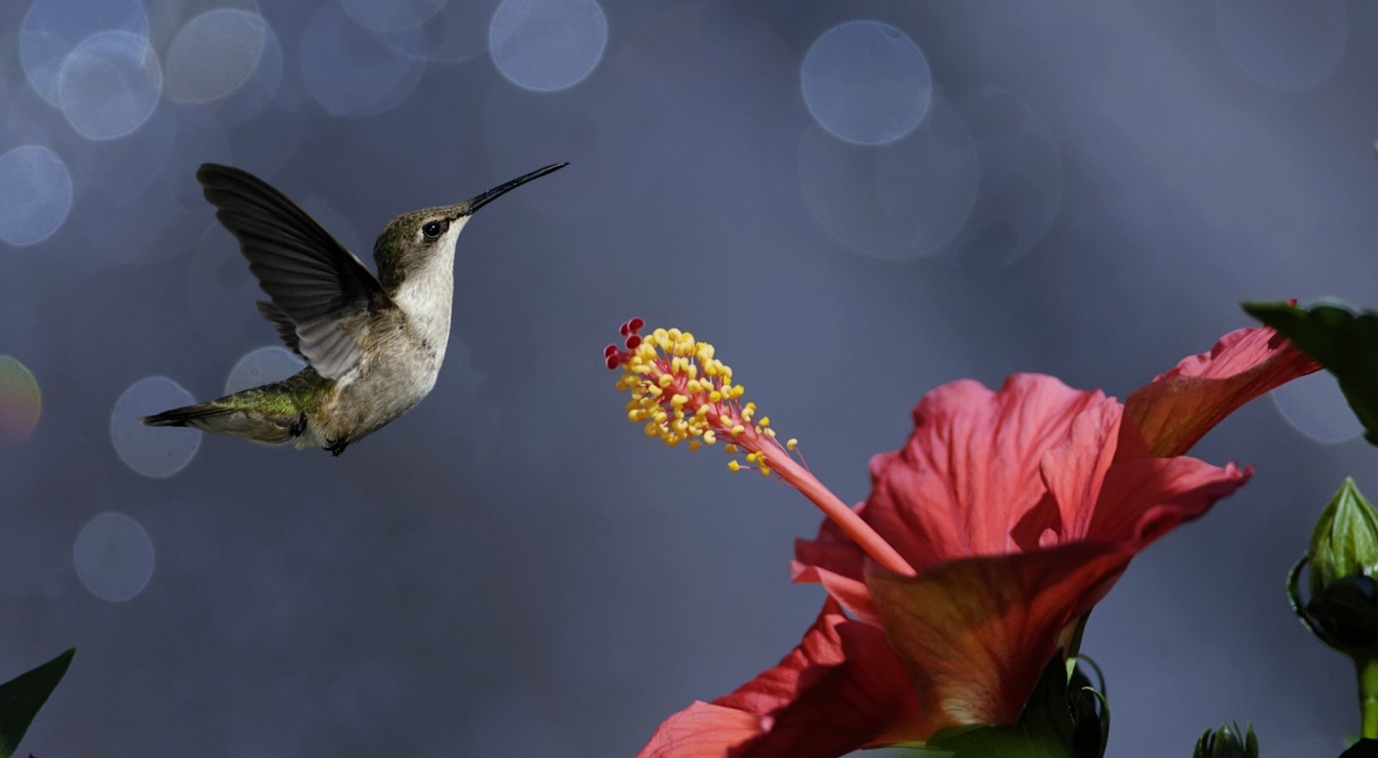 flor colibrí aves polen néctar