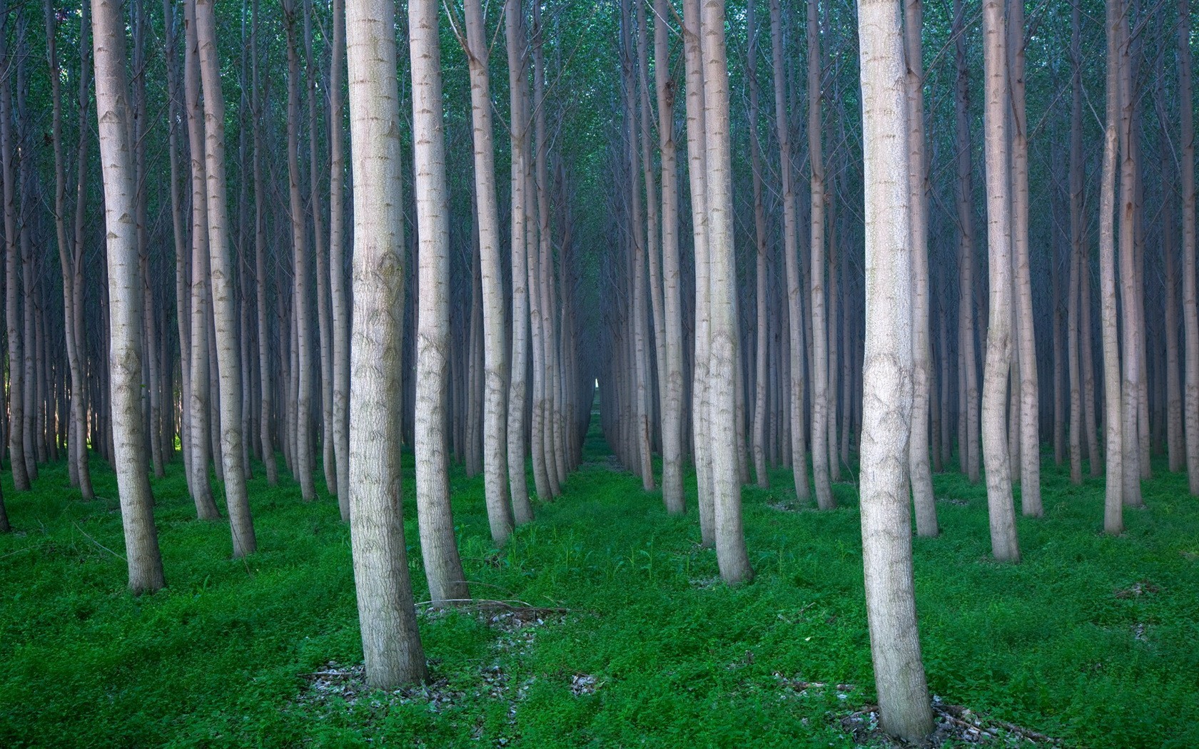 tree grass forest