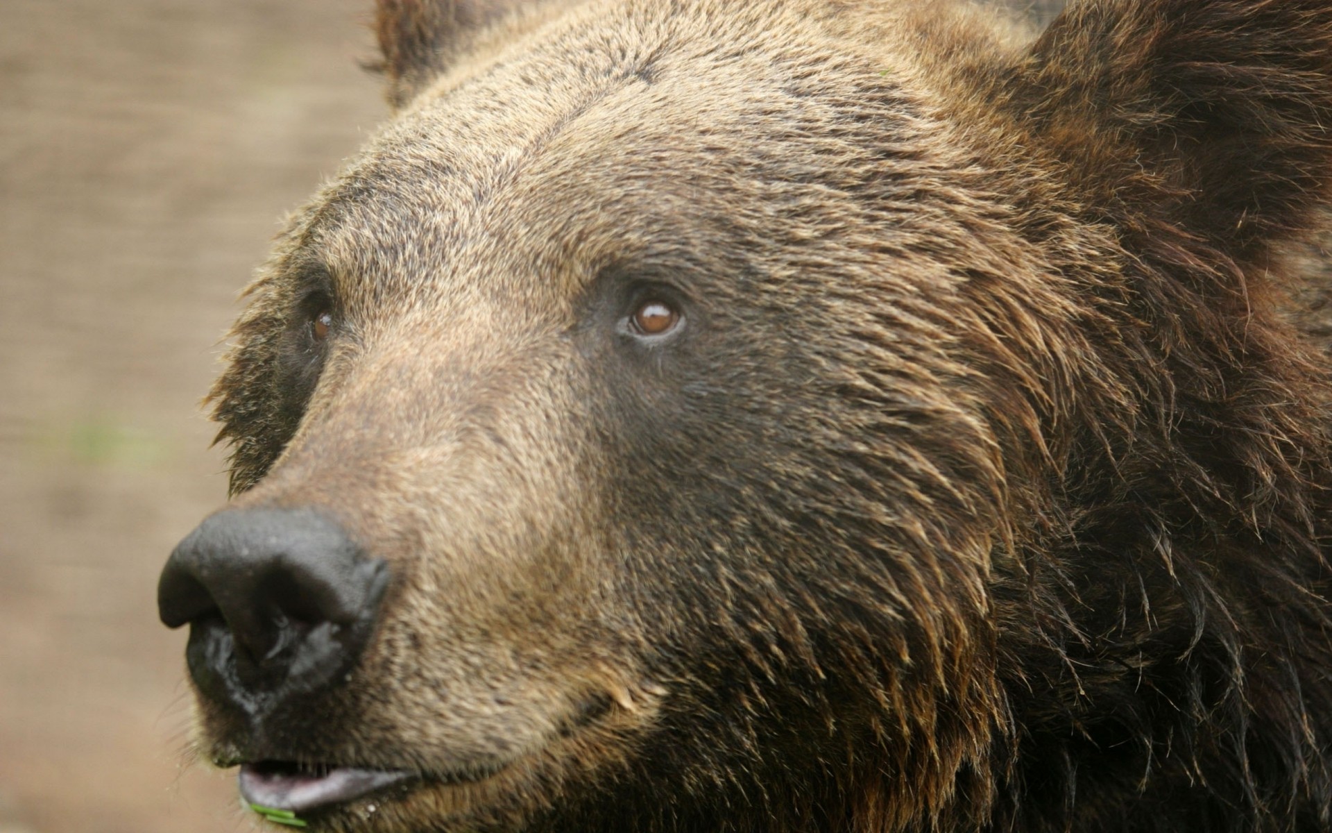 медведь зубы вид шерсть