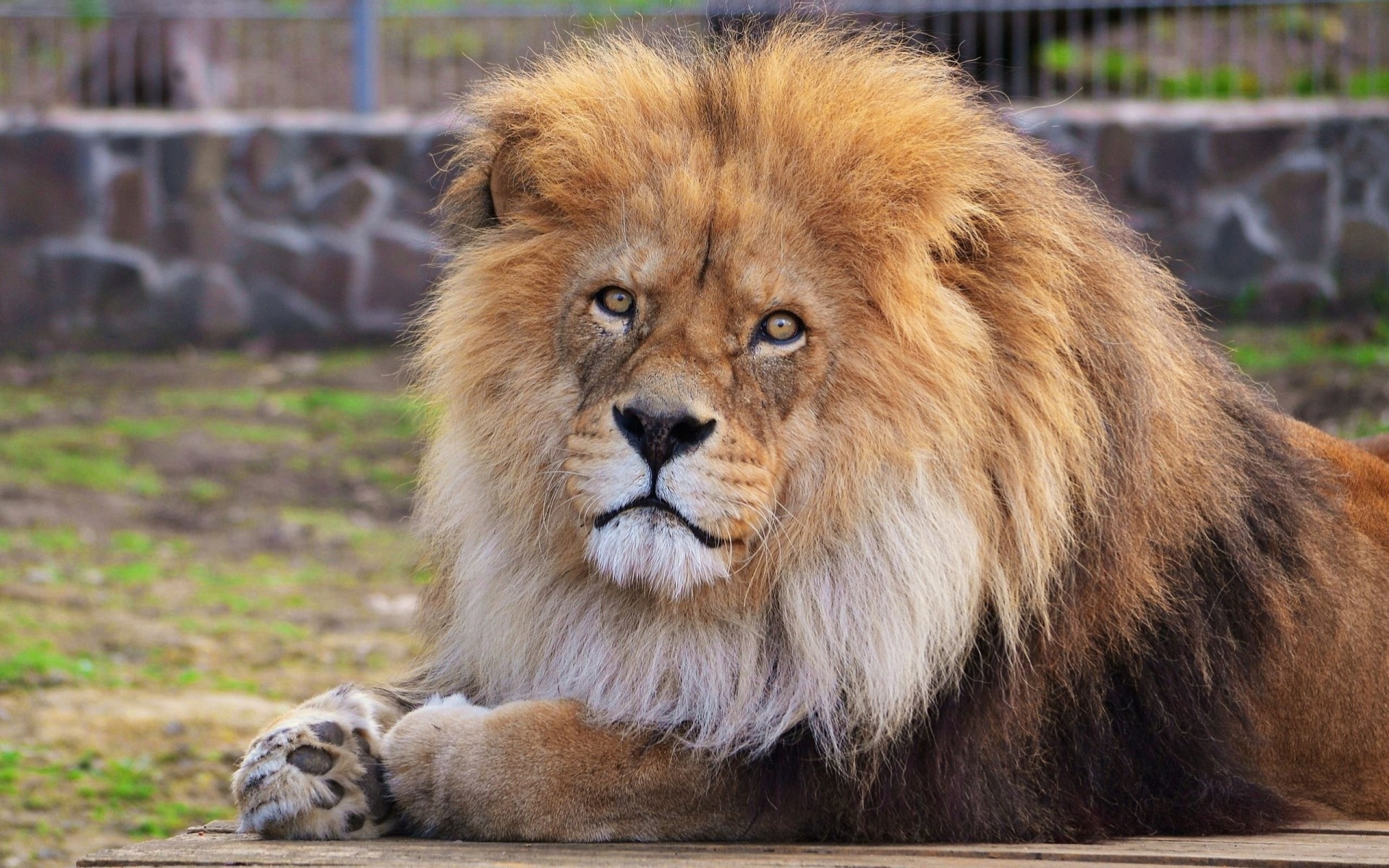 sauvage lionceau lion animaux