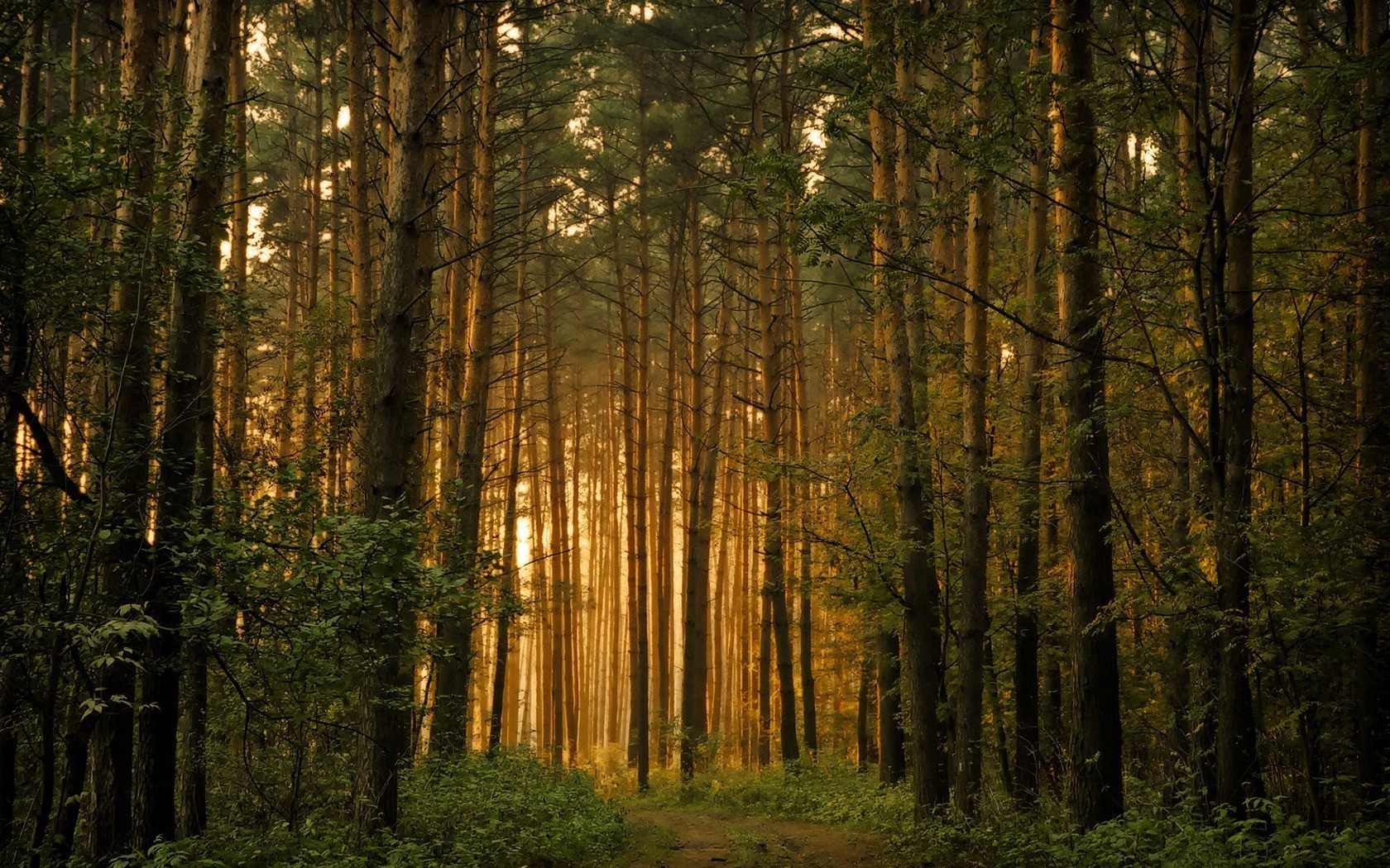 wald bäume licht