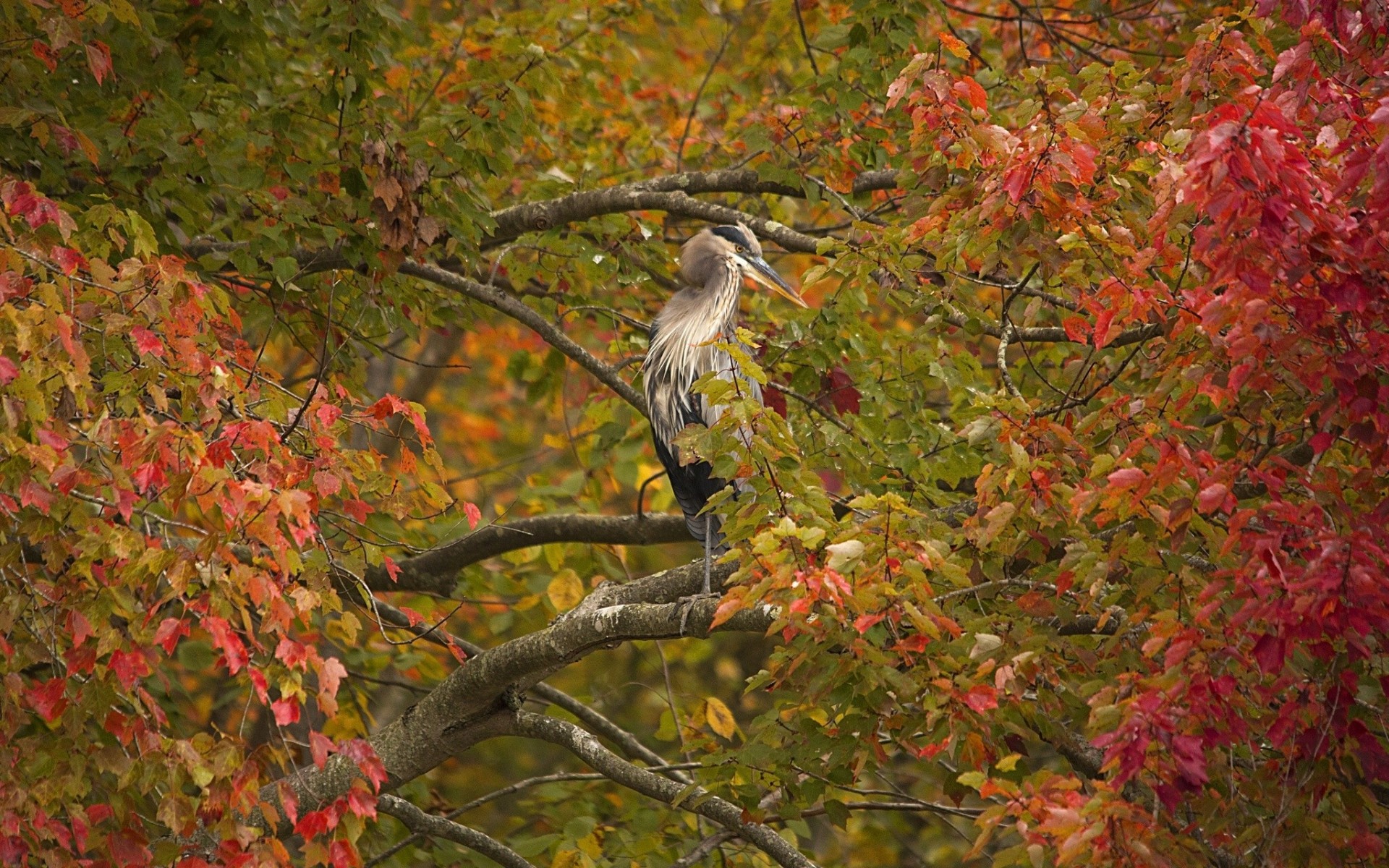 foliage tree birds heron grey heron branches autumn