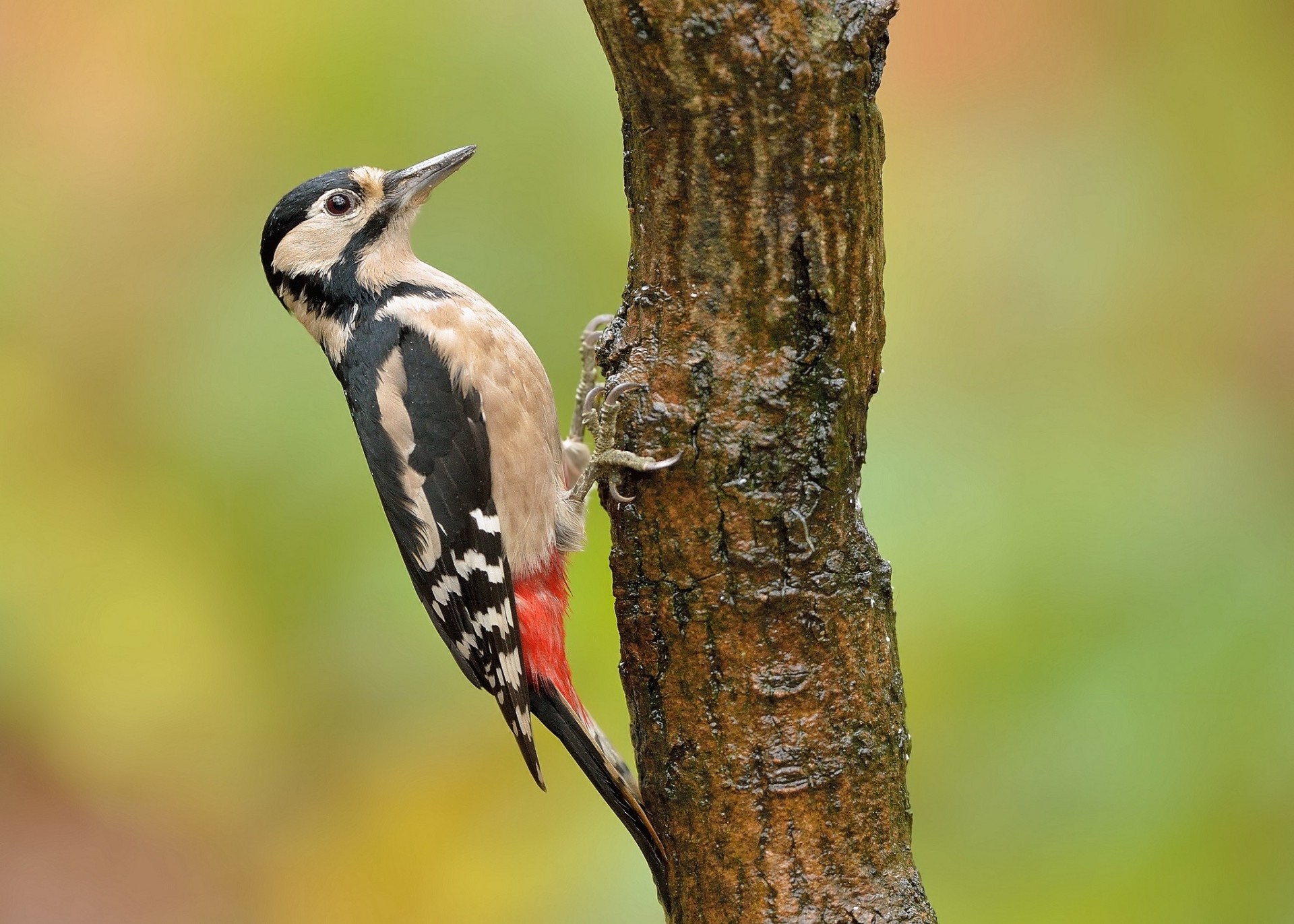 vögel hintergrund specht rumpf baum