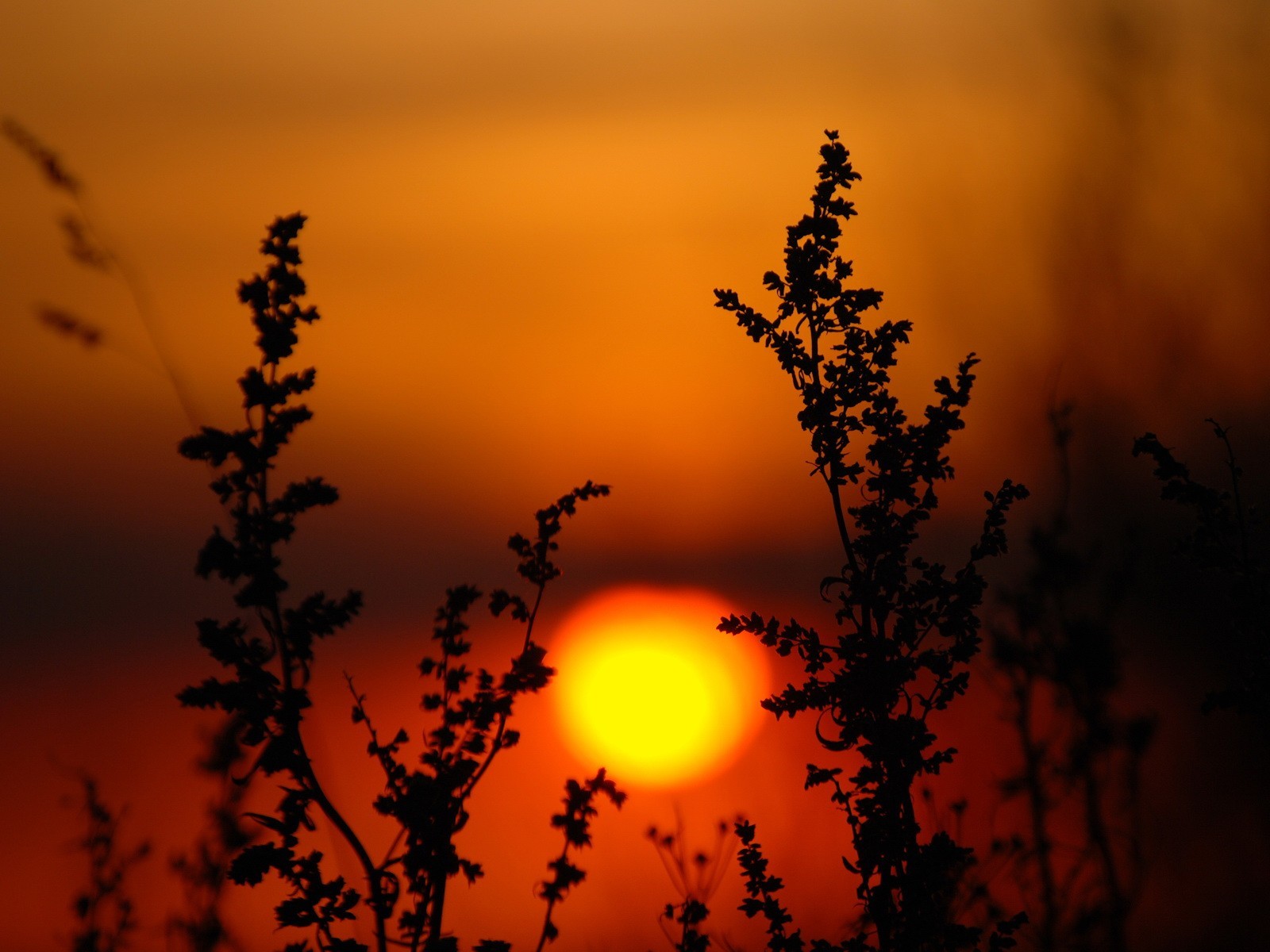 unset sun plant