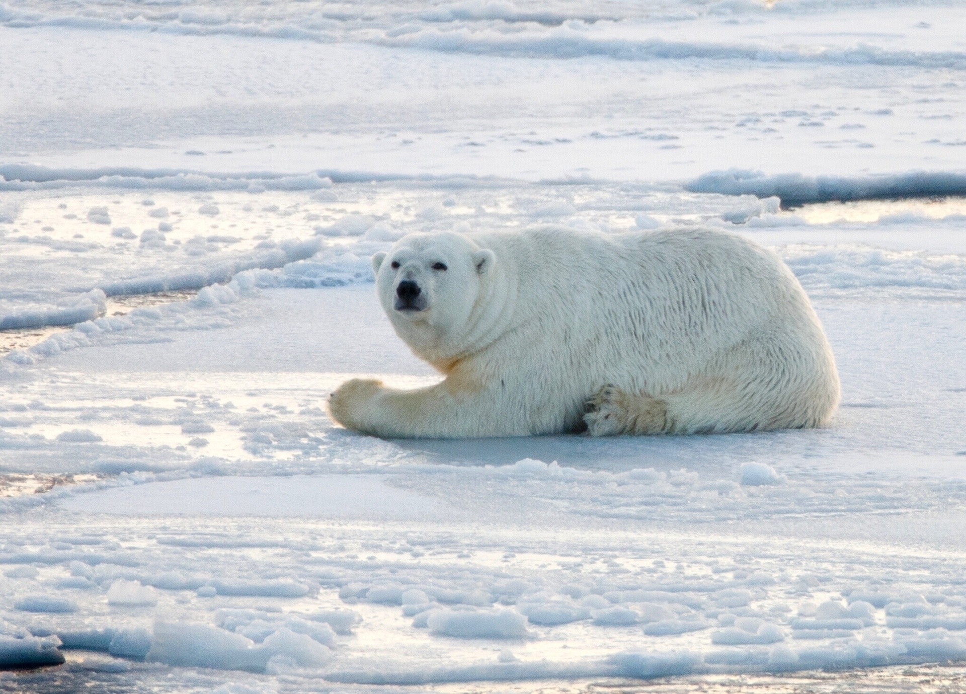 niedźwiedź norwegia niedźwiedź polarny śnieg