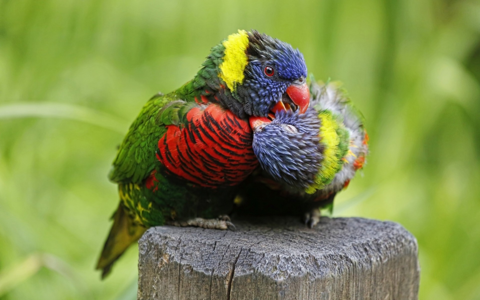 multicolor lorikeet miłość ptaki para papugi