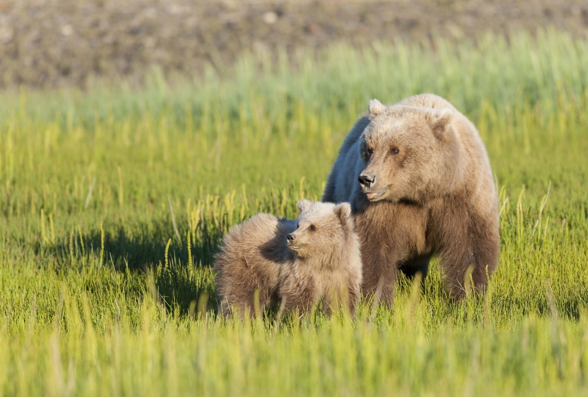 maternité ours en peluche herbe ours ours prairie