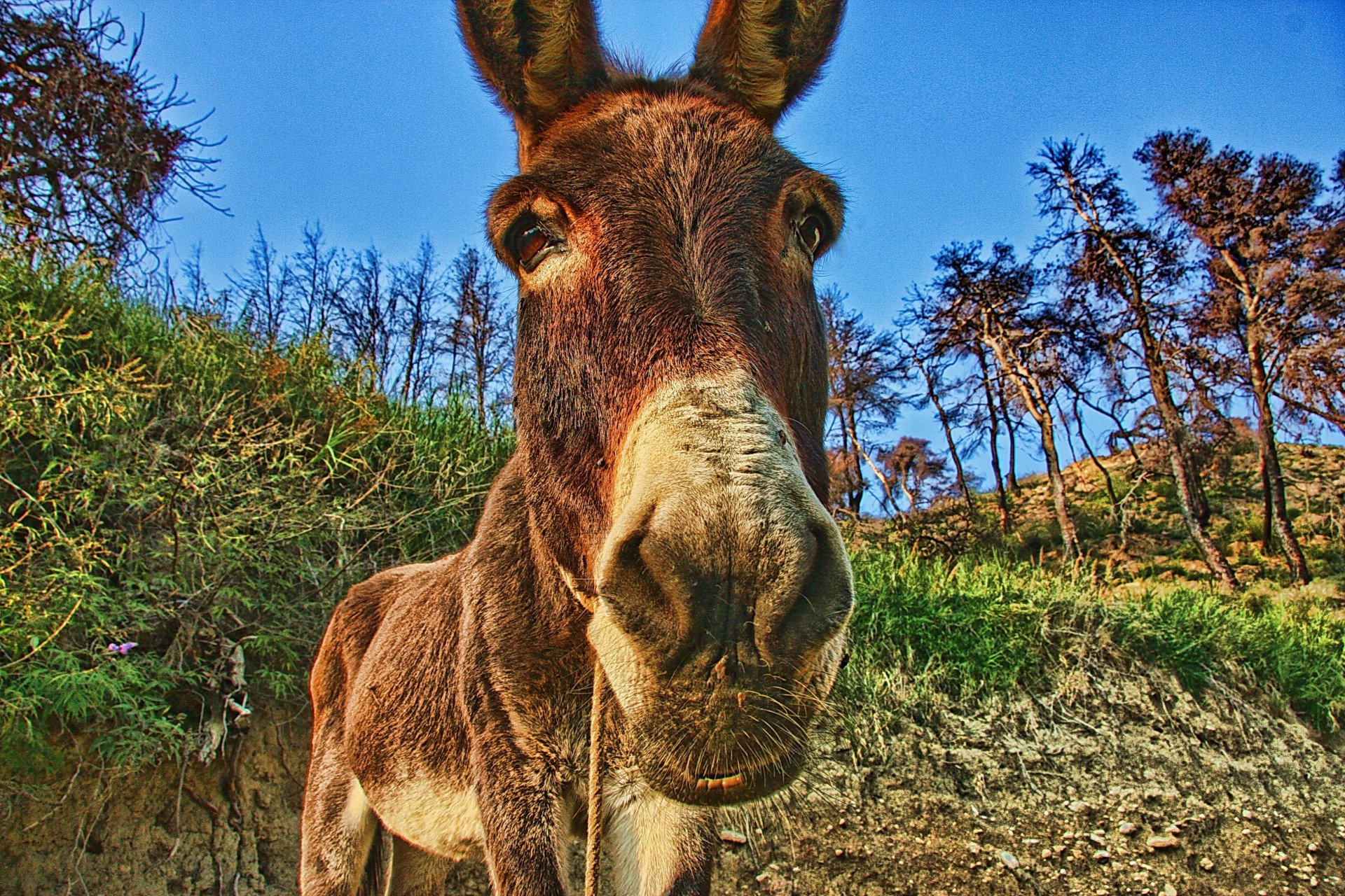 donkey animals view