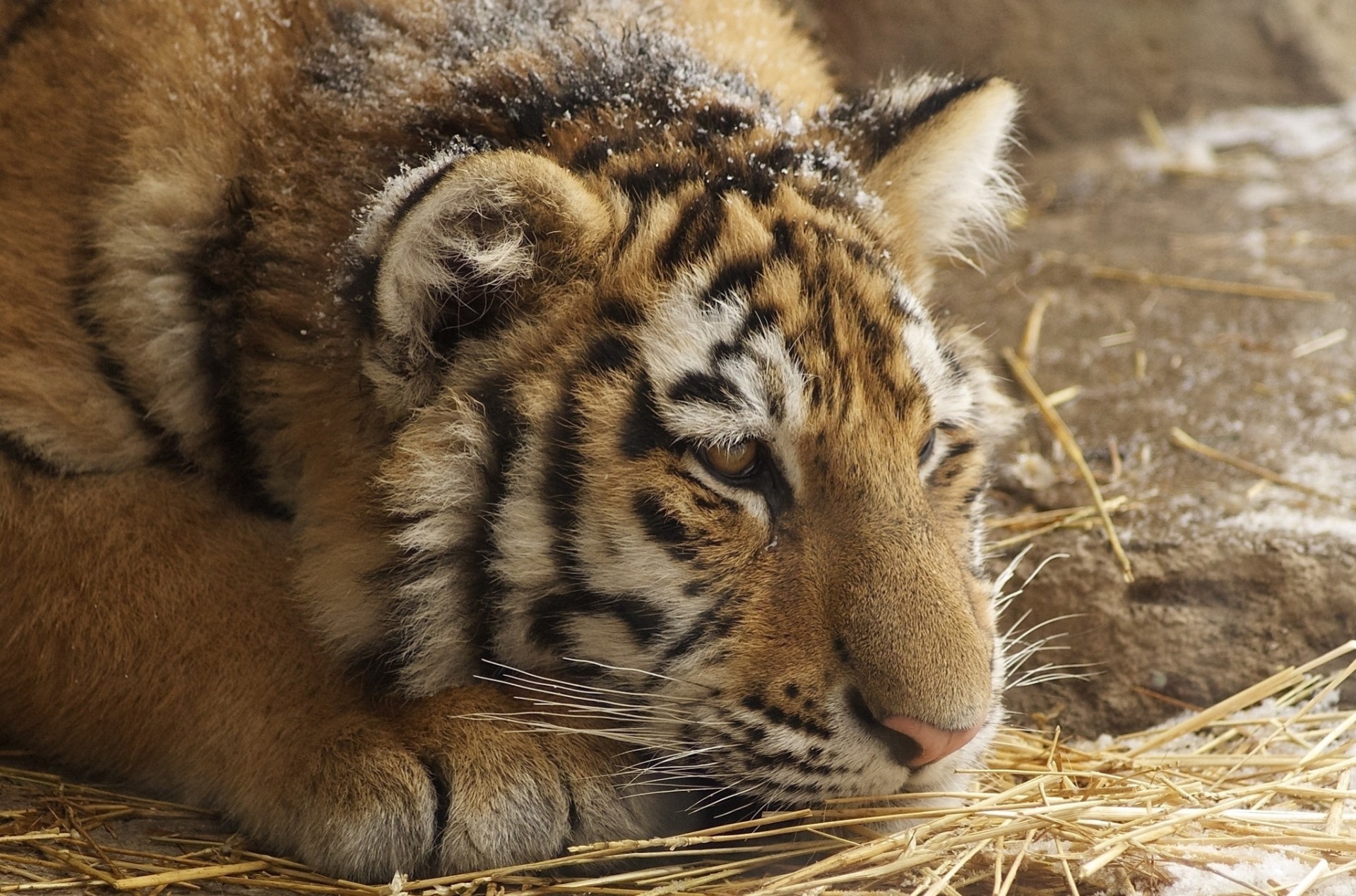 denti cucciolo cappelli tigre gatto selvatico