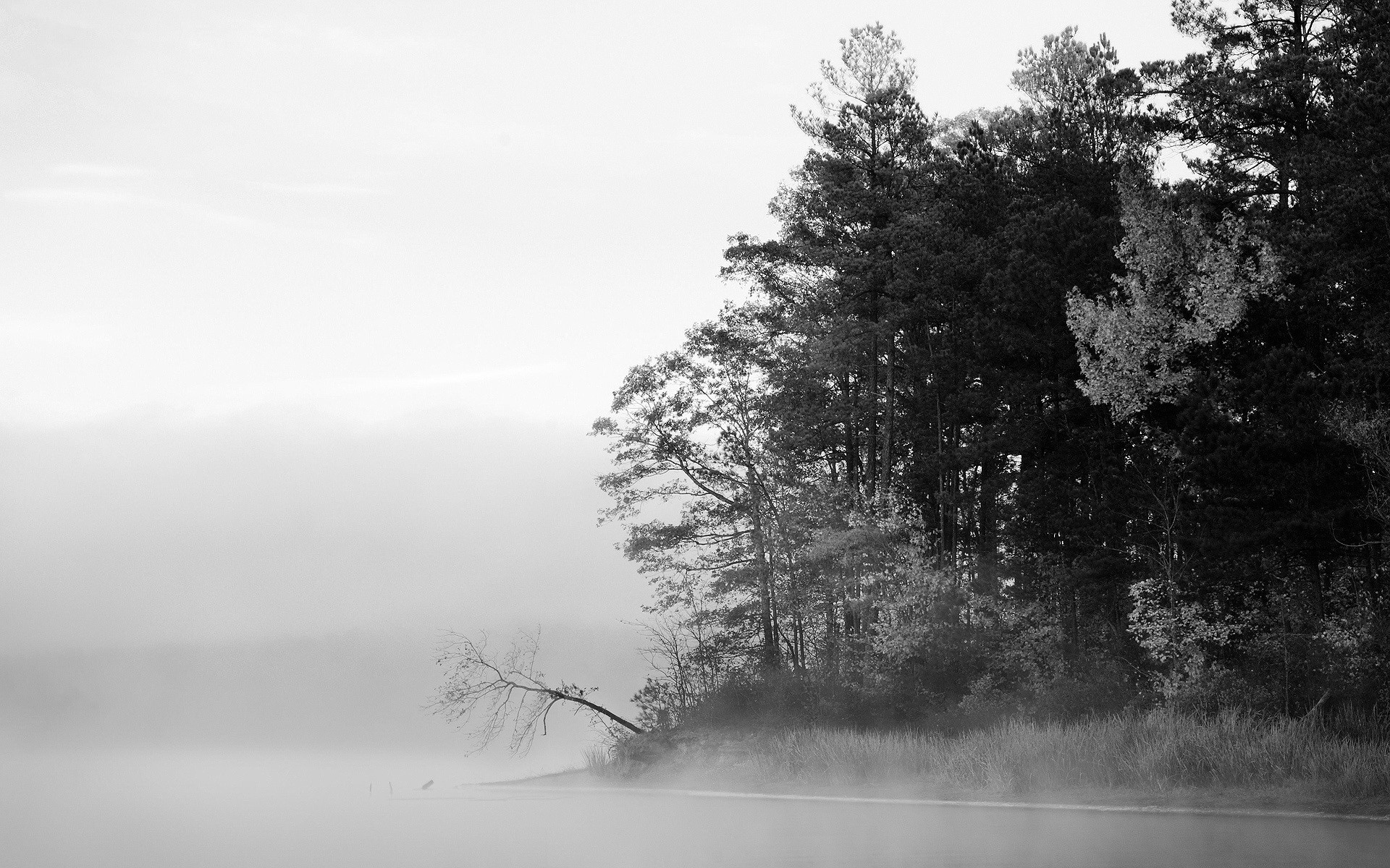 blanco y negro árboles lago niebla