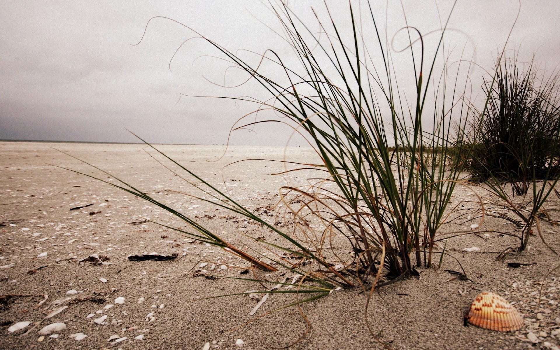 grass beach shell