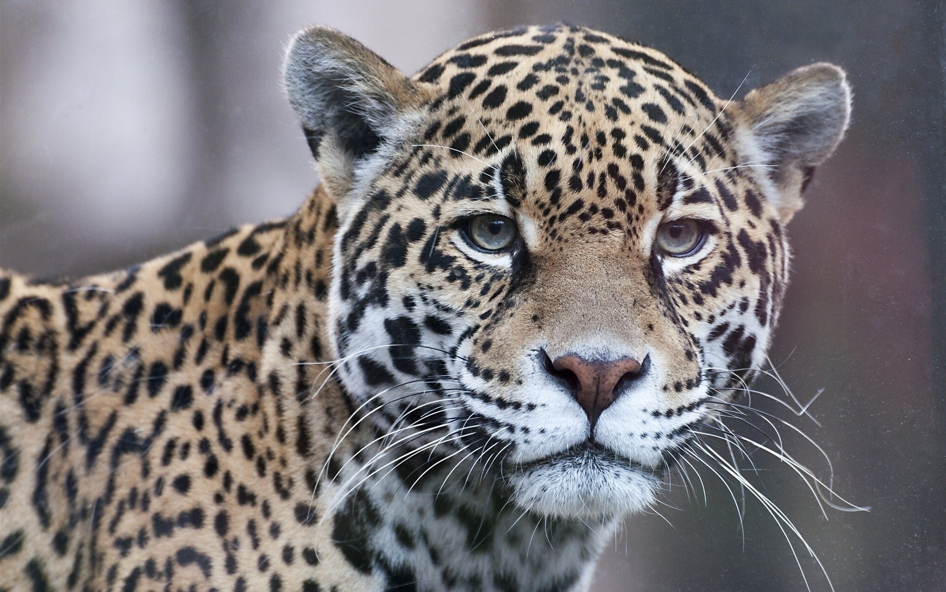 jaguar view