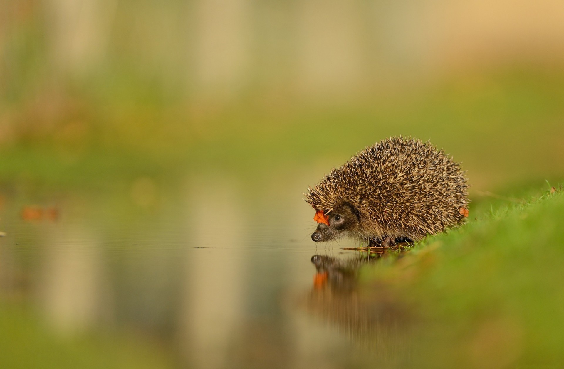 hedgehog spout surface shayrskaya horse water