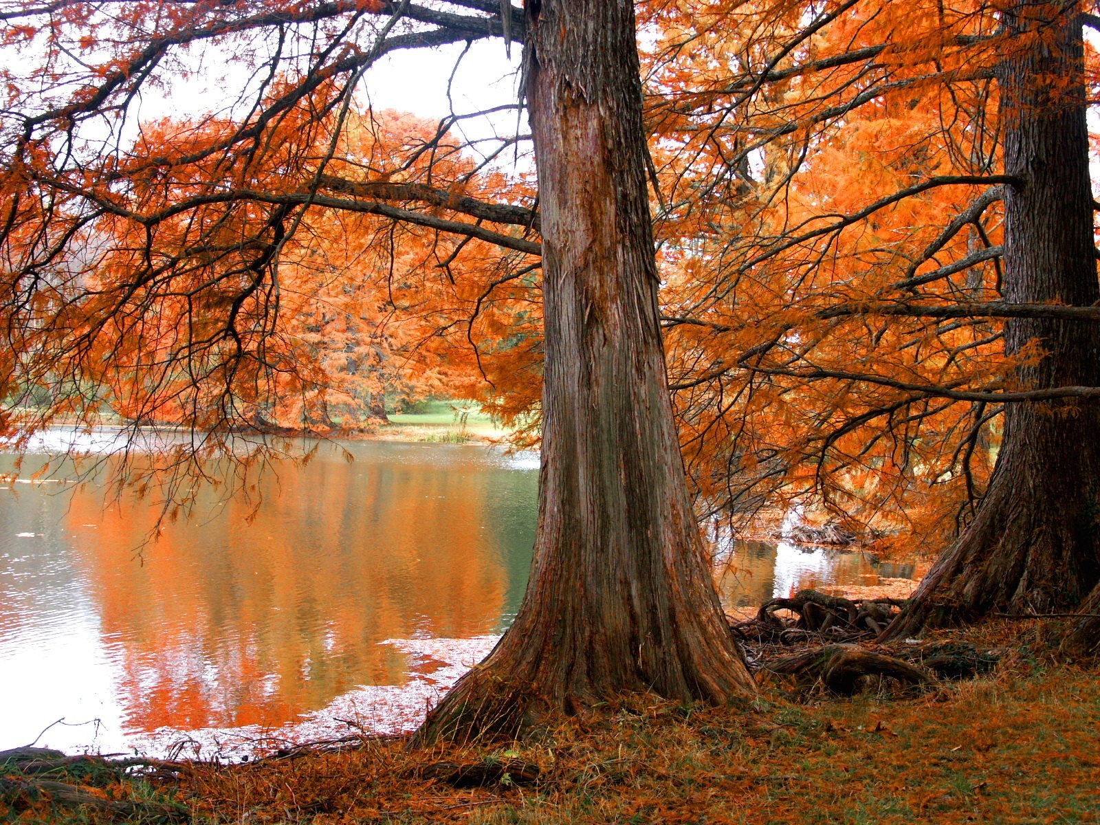 arbre automne lac