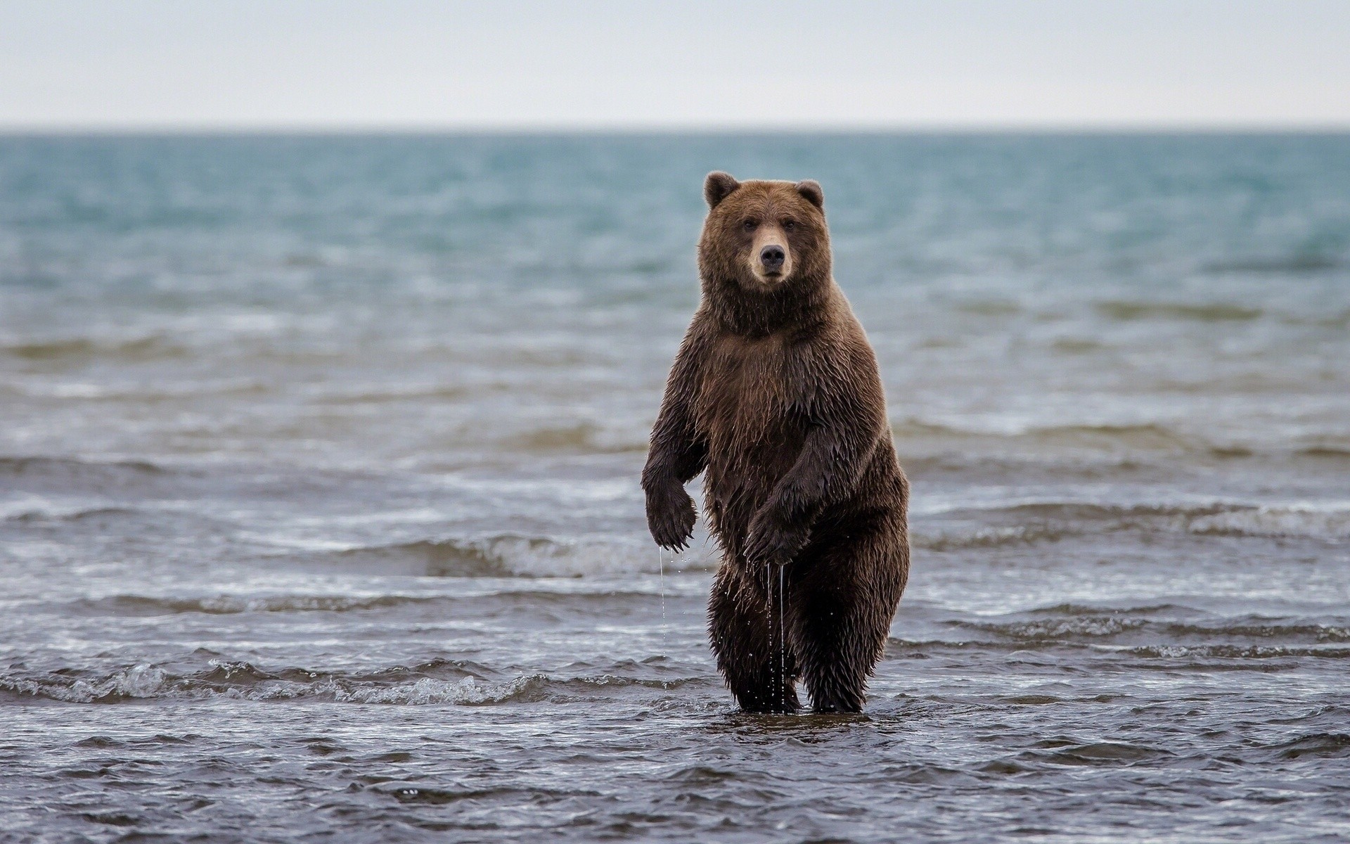 alaska niedźwiedź clark lake stojak grizzly