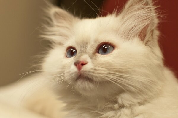 Porträt einer weißen flauschigen Katze mit blauen Augen