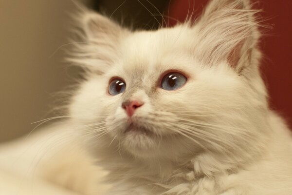 Portrait of a white fluffy cat with blue eyes