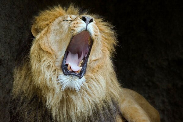 Un leone sbadigliante ha aperto un enorme bocca zanna