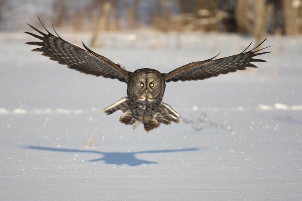 Gufo vola lasciando ombra sulla neve