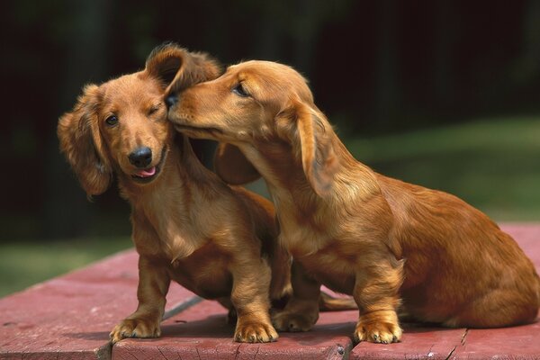 Dachshunds amistosos jugando en un día soleado al aire libre