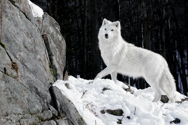 Loup prédateur matin d hiver