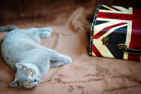 Grey British cat with a suitcase