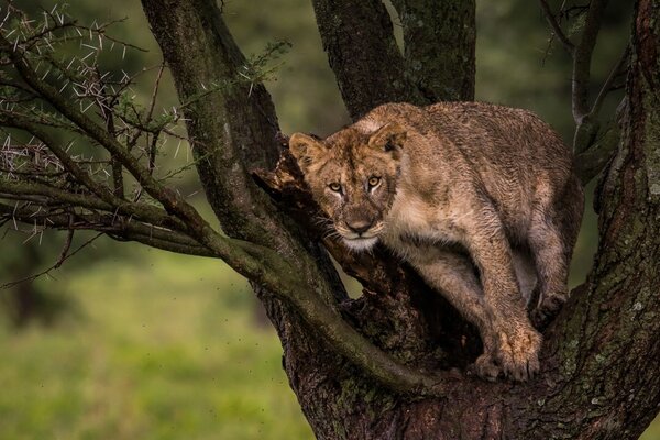 Animal de miedo depredador en un árbol