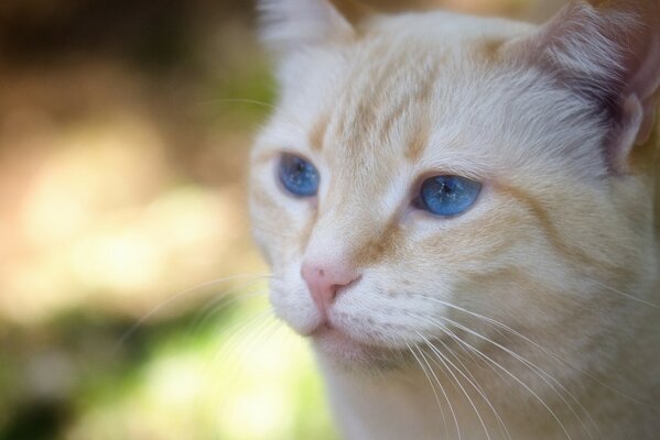 Ojos azules melancólicos. Mízcalo