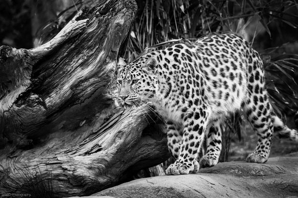 Un léopard d amour accroupi en noir et blanc