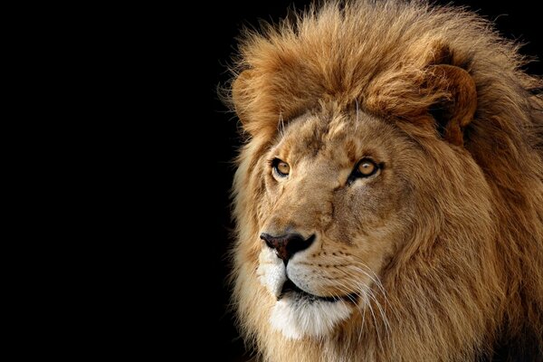 Un leone con una criniera pelosa guarda in lontananza