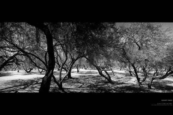 La foresta è bella nell immagine in bianco e nero